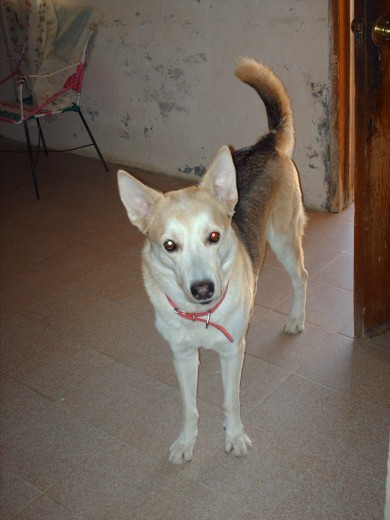 Mi angel precioso posando un dia cualquiera.. Digame alguien que sus ojos no demuestran lo bello que es..